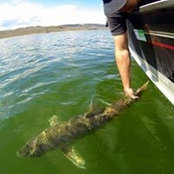 Matt Carey's photo