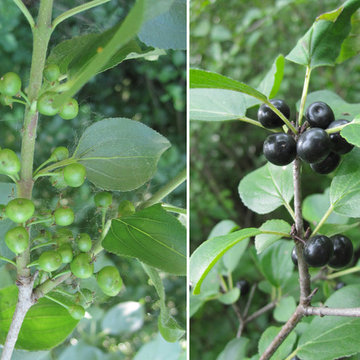 Common Buckthorn