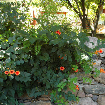 Southwestern Plants