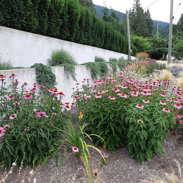 Echinacea--one of the best flowering perennials ever!