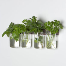 PLANTS