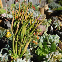plants