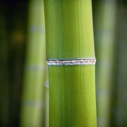Platin Art's Deco Glass Wall Decor- Bamboo I - Wallpaper