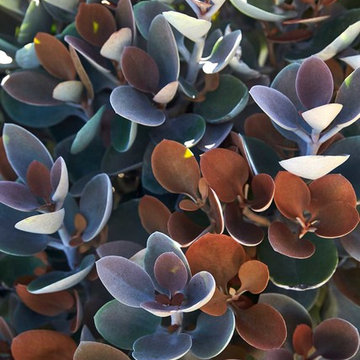 Rozelle —  The Kalanchoe Orgyalis, or Copper Spoons