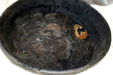 Drain Cleaning