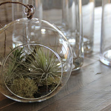 Plants