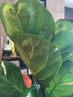 Lots Of small brown Dots on fiddle leaf fig - Ficus lyrata | Houzz Forum