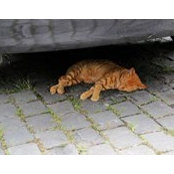 Alvey Beillschmidt's photo