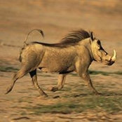 Foto von David Tshivhundo