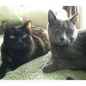 Ashley Leifer's photo