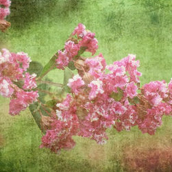 Pink Crepe Myrtle - Prints And Posters