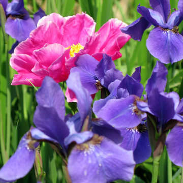 Plant Ideas & Colorful Combinations