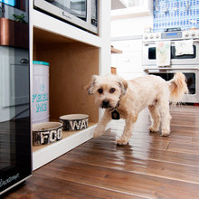 pet design
