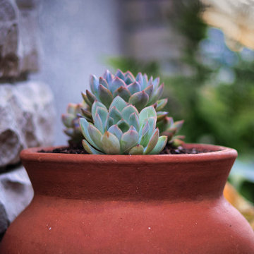 Front Yard Inspiration: Low Maintenance Design Ideas