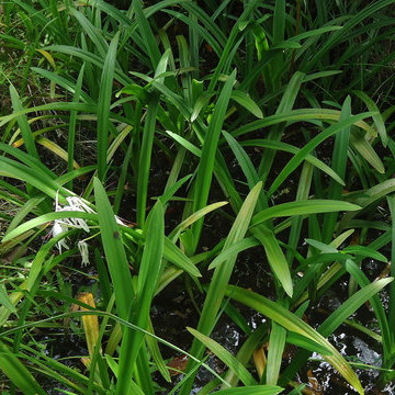 Crinum americanum L.