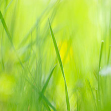 Fresh green colors - Spring and Summer Artworks in your home or office!