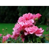 Rosmarie Jiveborn's photo
