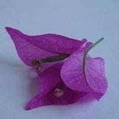 Lise Storgaard's photo