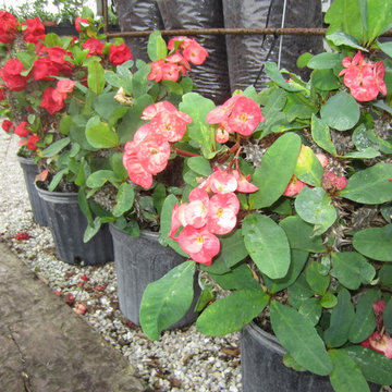 Individual Plant Photos # 1:Customer Aid (Not complete- hundreds will be here)