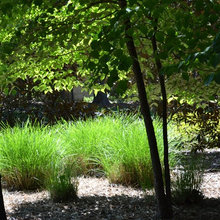 Grasses