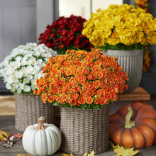 Fall