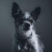 Rachel Bellinskys billede