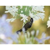Judith Lewis's photo