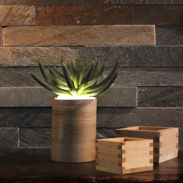 Lumiere - Illuminated Succulents, Aeonium in Natural Bamboo