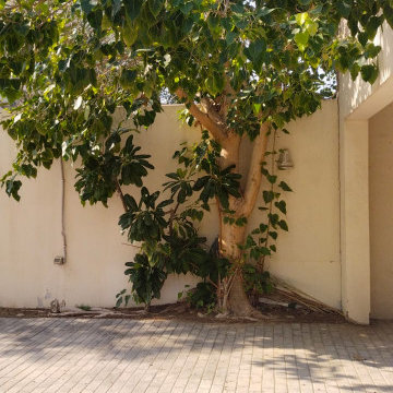 Tree Removal
