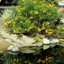 landscape plants