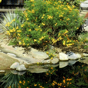 Southwestern Plants