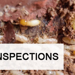 Pro Pest Control Cairns - Products
