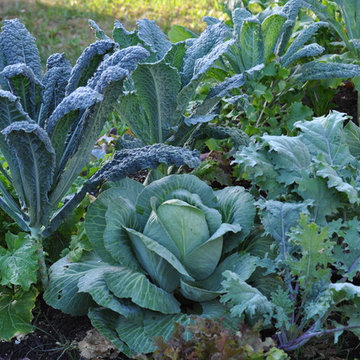 Edible Landscape Project - New Port Richey, FL