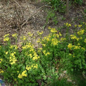 DIY Landscape - Woodland or Shade Gardening