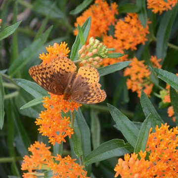Native and Deer Resistant Landscape