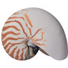 Sculpture Nautilus Pompilius Shell Colors May Vary Variable H