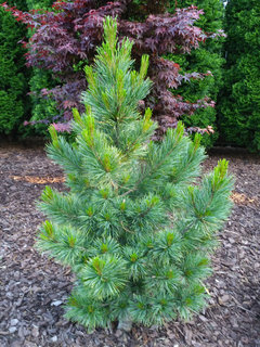 A good Pine Tree to plant on the side of our house - Michigan