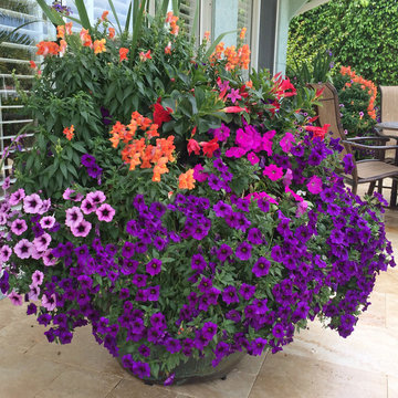 Allen backyard transformation with jumbo pots brimming with petunias, snapdragon