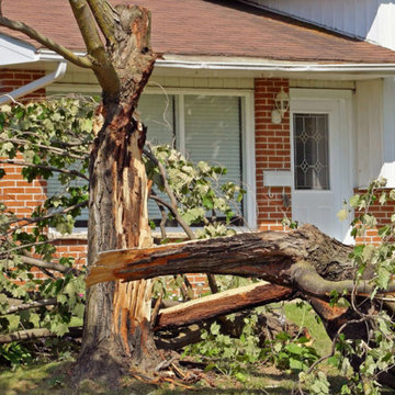 Signs Your Tree Is Stressed and How to Treat It