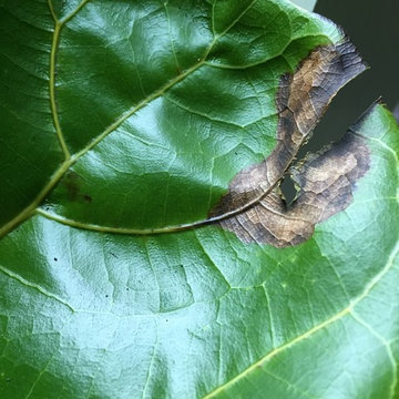 10/2/15 Fiddle Leaf Fig