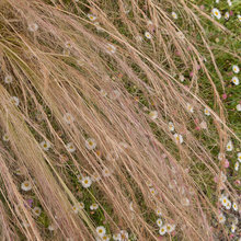 great plant combinations