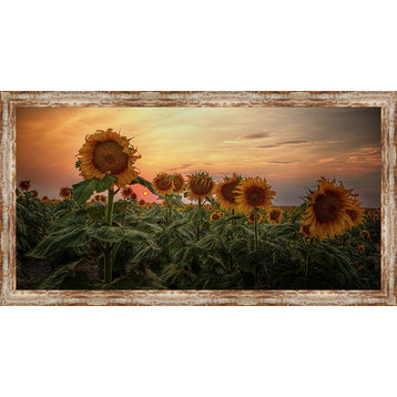 "Kansas Van Gogh" Sunflower Landscape Fine Art Canvas, 38.75x20.75"