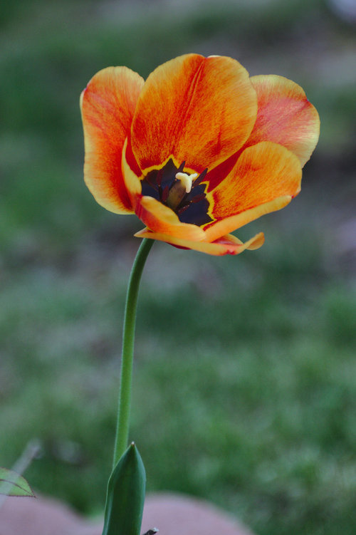 What is the name of this flower?