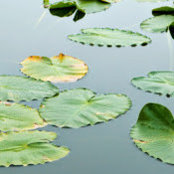 Norma Kisaiti's photo