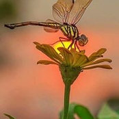 Alicia Fluhman's photo