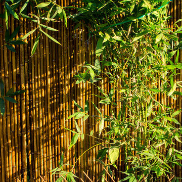 A Natural Refuge in Hollywood - Back Yard
