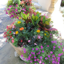 Alicia's garden containers