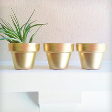 Plants