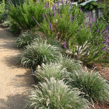 Fairlands Back, California Natives and Edibles