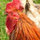 jan_deback